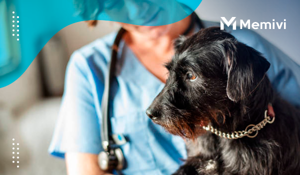 Best Pet Insurance Companies of February